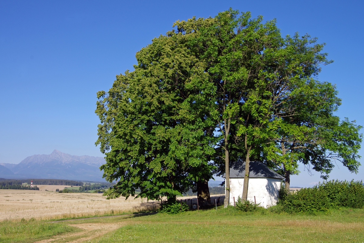 Obrázek