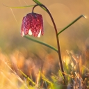 FritillariaMeleagris-2.jpg