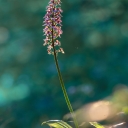 OrchisPurpurea-200-600.jpg