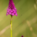 Rudohlavek__jehlancovity_-_Anacamptis_pyramidalis.JPG