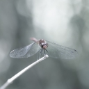 Vazka_ruda_28Sympetrum_sanguineum29-6123.JPG