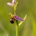 toric_vcelonosny_-_ophrys__apifera_281_of_129.JPG