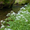 031_Krajina_w_2015-05-12.jpg