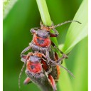 Cantharis_rustica_Pentax.jpg