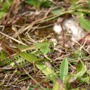 Decticus_verrucivorus-female.jpg