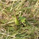 Decticus_verrucivorus-male.jpg