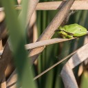 Hyla_arborea-11.JPG