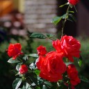 IMG_rose_bokeh.JPG