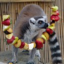 Lemur_ovoce_28229.JPG