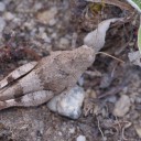 Oedipoda_caerulescens_-_female.jpg