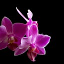 Orchidea_281_z_129-5_28129.jpg