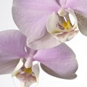 Orchidej_281_z_129.jpg