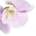 Orchidej_282_z_129.jpg