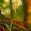 OrchisPurpurea-2.jpg