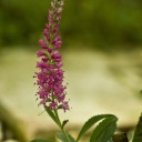 Veronica_Spicata6_1.jpg