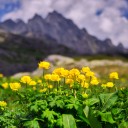 Zltohlavy_Tatry_1_8.jpg