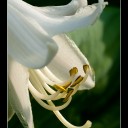 hosta~0.jpg