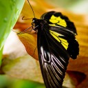 motyl2S.jpg
