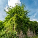 Název souboru=nature.jpg
Velikost souboru=974KB
Rozměry=700x1057
Datum přidání=18. Červen 2015 nature.jpg