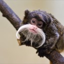 tamarin.jpg