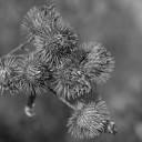 thistle001.jpg