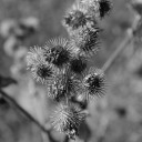 thistle002.jpg